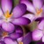:iconbballgirl3022: