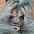 :iconbcbreakaway: