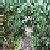 :iconbdreams: