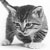 :iconbeacat14: