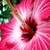 :iconbeachaddict: