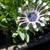 :iconbeads12: