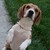 :iconbeaglepicture: