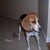 :iconbeaglestar321: