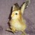 beakgeek :iconbeakgeek: