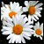 :iconbeakir08: