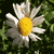 :iconbeamonster: