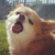 :iconbeanybell: