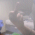 :iconbeanzgirl: