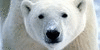 :iconbear-artists: