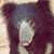 :iconbear-club: