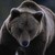 :iconbear100: