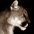 :iconbear421:
