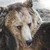 :iconbear6969: