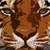 :iconbearcatstudio: