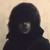 :iconbearisburningindacar: