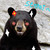 :iconbearmatri: