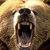 :iconbearnecesities: