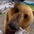 :iconbearpaw78: