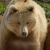 :iconbearrrs: