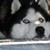 :iconbearthepuppy: