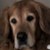 :iconbeast11222:
