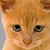 :iconbeastcats: