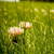 :iconbeatrix-rose: