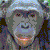 :iconbeaubonobo: