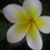 :iconbeautifulbutterfly86: