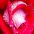 :iconbeautifulflower66: