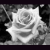 :iconbeautifultradgedyx3: