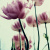 :iconbeautyxruin:
