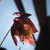 :iconbecca-boo2: