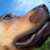:iconbeccalovesbuddy:
