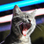 :iconbeckenslobber:
