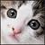 :iconbeegicisacat: