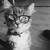 :iconbeeleen-ewe:
