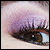 :iconbeethovenssymphony: