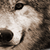 :iconbeevomit: