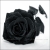 :iconbegga126: