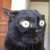 :iconbegotten-phoenix: