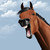 :iconbehawi: