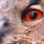:iconbehind-clouds: