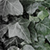 :iconbeldrachir: