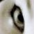 :iconbelkis: