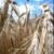 :iconbella-ciao: