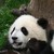 :iconbella-kurosaki: