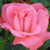:iconbella-rosa: