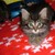 :iconbella00157: